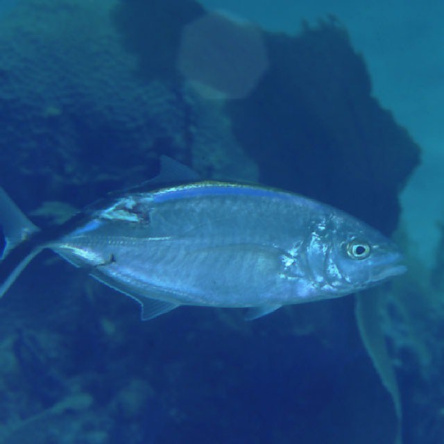 Carangoides ruber